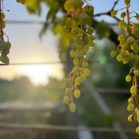 Caecilia & Lawrence Organic Mediterranean Sea