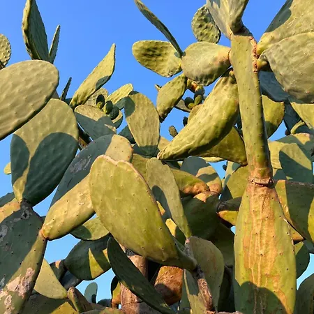 Caecilia & Lawrence Organic Mediterranean Sea Χαλκίδα