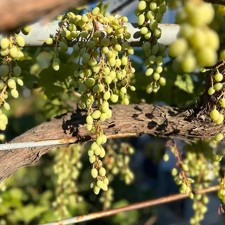 Caecilia & Lawrence Organic Mediterranean Sea Bed and Breakfast 3*