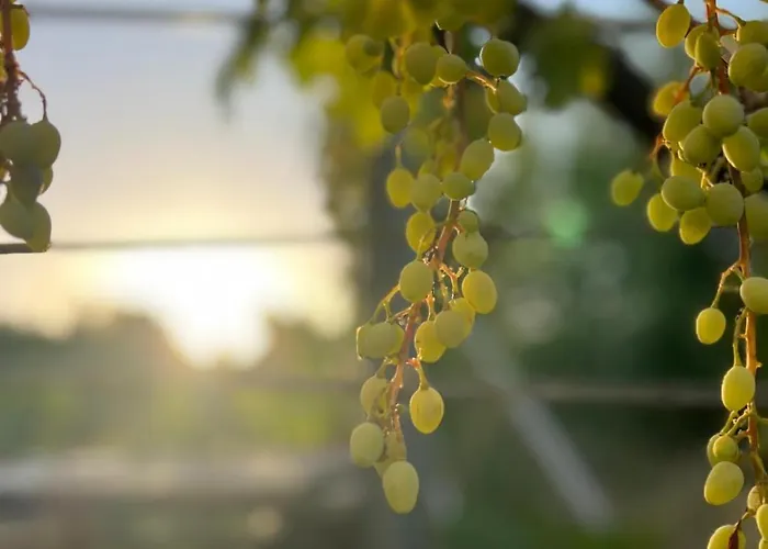 Caecilia & Lawrence Organic Mediterranean Sea