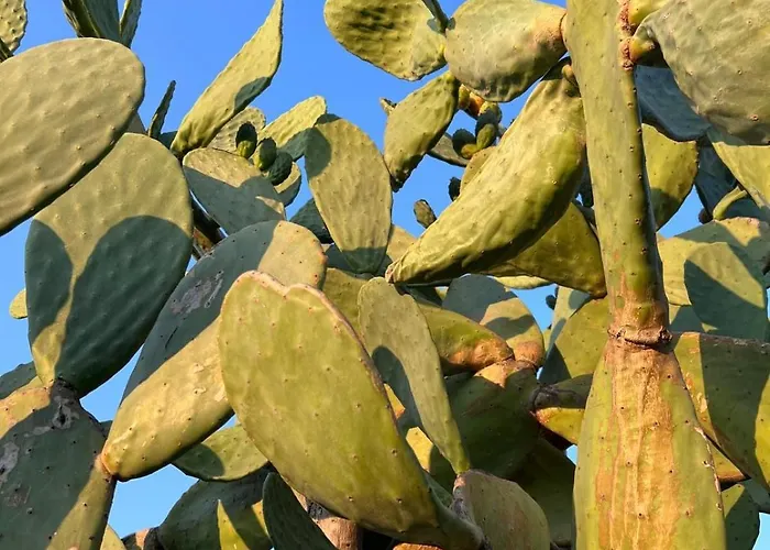 Caecilia & Lawrence Organic Mediterranean Sea Χαλκίδα