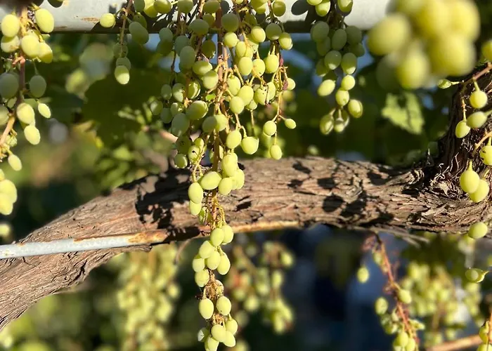 Caecilia & Lawrence Organic Mediterranean Sea Bed and Breakfast 3*